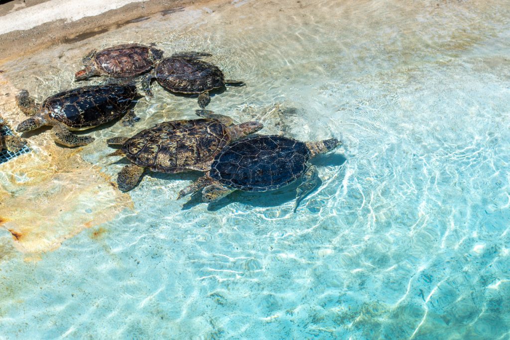 新江の島水族館　おでかけ