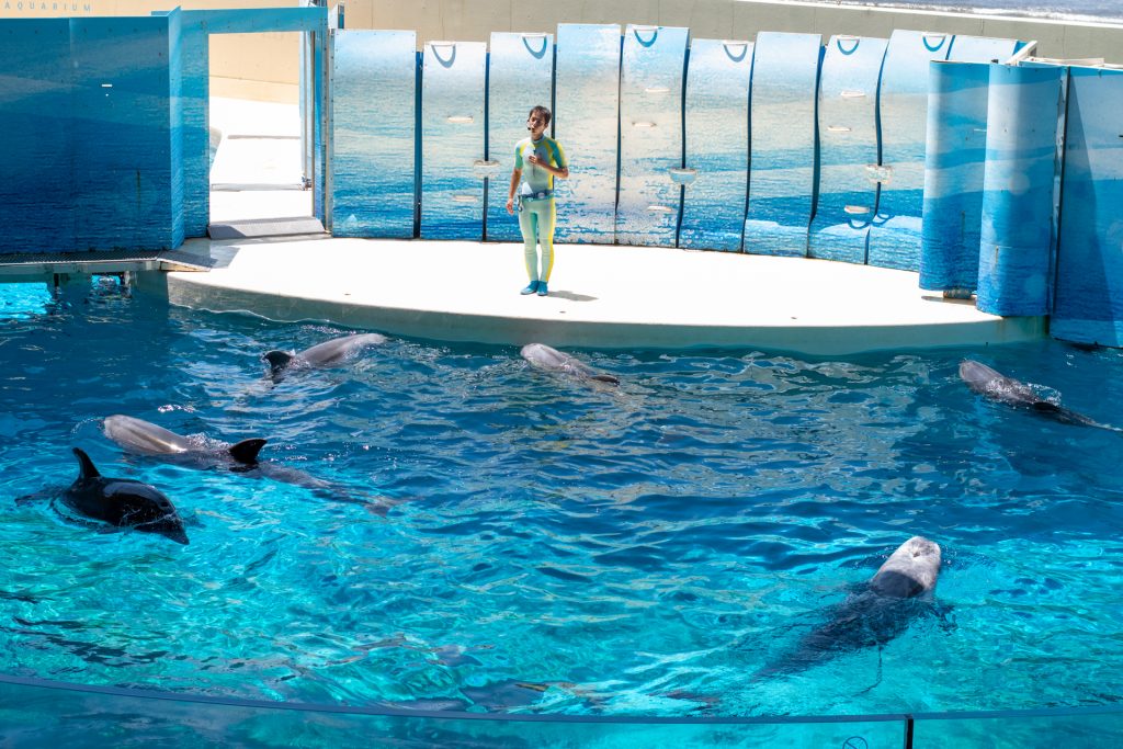 新江の島水族館 おでかけ