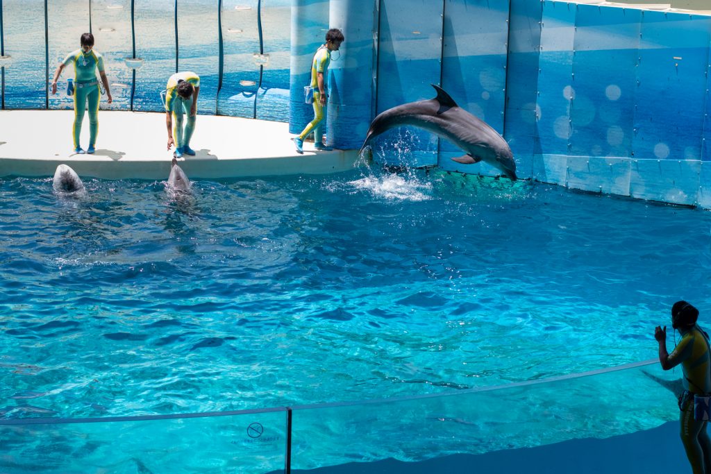 新江の島水族館　おでかけ