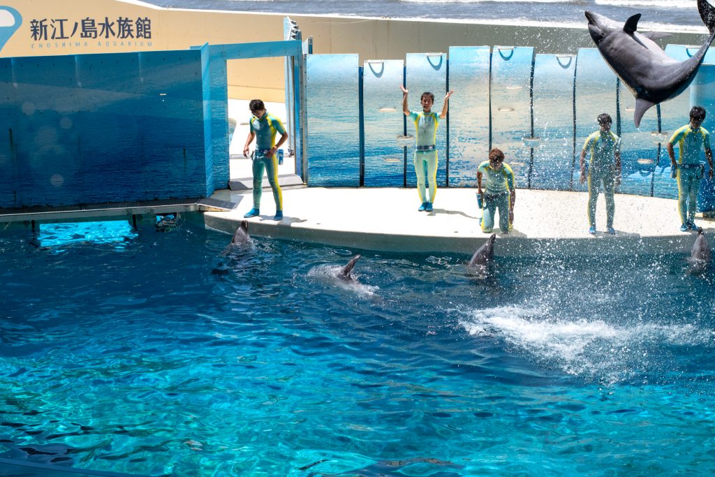 新江の島水族館　おでかけ