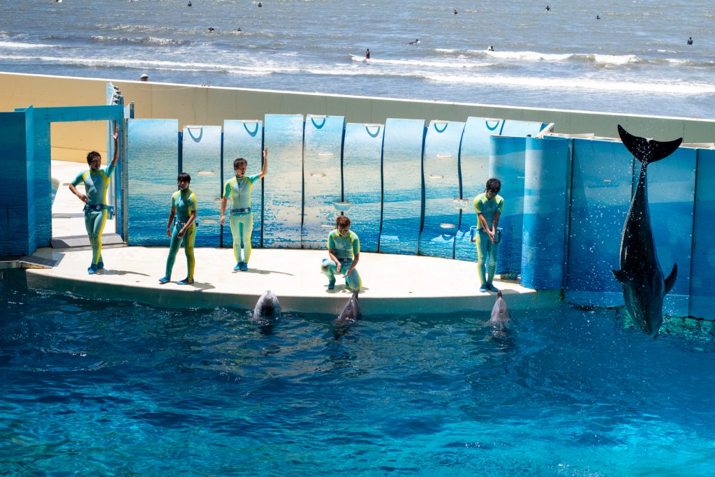 新江の島水族館　おでかけ