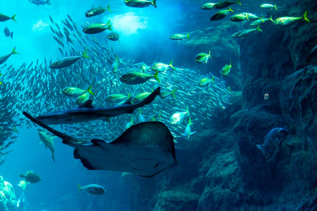 新江の島水族館 おでかけ